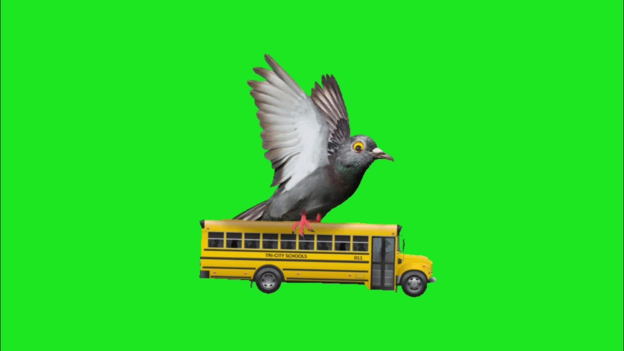 Pigeon Bird Green Screen Effects HD stock video || Chroma key || Crazy ...