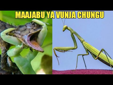 FAHAMU MAAJABU YA MDUDU VUNJA CHUNGU UKIMUONA USIFANYE HAYA