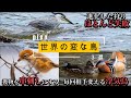 世界の鳥はなんかおかしい「魚舐めまくる狩りするササゴイ」「食わずに串刺しモズ」「全然おしどり夫婦ではないオシドリ」