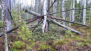 The Sasquatch Savant Theory 2: Why all these Stick and Tree Structures