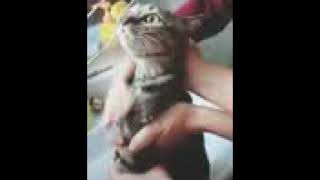 Kucing Sebut Nama Agus