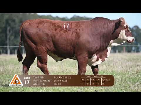 Lote 17