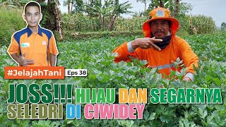 17 TAHUN NANAM SELEDRI - KISAH PETANI di CIWIDEY 💚🫰🏻| BAPAK JAJA - Jelajah Tani #38