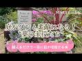 ガーデニング🌿植えるだけで庭がグンとおしゃれになる“葉の主役たち”*垢抜けるリーフ選び|宿根草の庭づくり