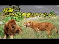 続編・この日は無敵のトワちゃん　Towa is invincible today sequel　〜 Lion (ライオン)〜　～ 多摩動物公園 ～