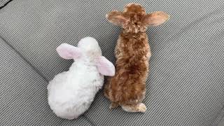 Dwergkonijntjes 2 Weken Oud Knuffelen