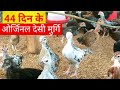 #44 दिन के ओर्जिनल देसी मुर्गि(Local chicken farming)