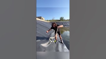 Anh chàng này cứu hai chú rắn ra khỏi ao nước và cái kết #daochieu #shorts