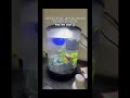 Let’s goo!! #aquarium #betafish #cute #fypシ #cutefishos #fihs #halfmoonbettafish #fyp