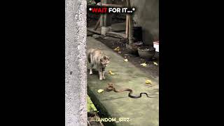 This Cat is Faster Than Lightning ⚡😹 | Cat Shorts