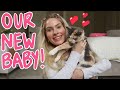 we adopted a kitten! VLOG