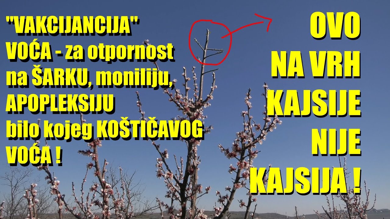 ŠOK- šarka šljive pa i požegače - apopleksija kajsije  - MONILIJA   se rešava OVAKO - kalemljenjem