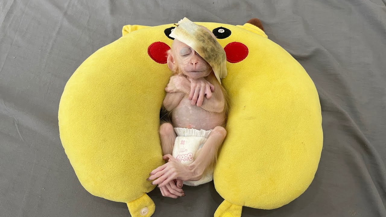 Newborn baby monkey Bravely Endures Eye Soreness Until Dad Steps In