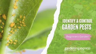 How to Identify & Control Garden Pests
