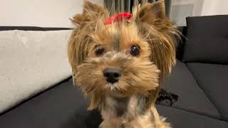 Yorkshire Terrier play time by Gughy Yorkshire  1,158 views 3 years ago 3 minutes, 36 seconds