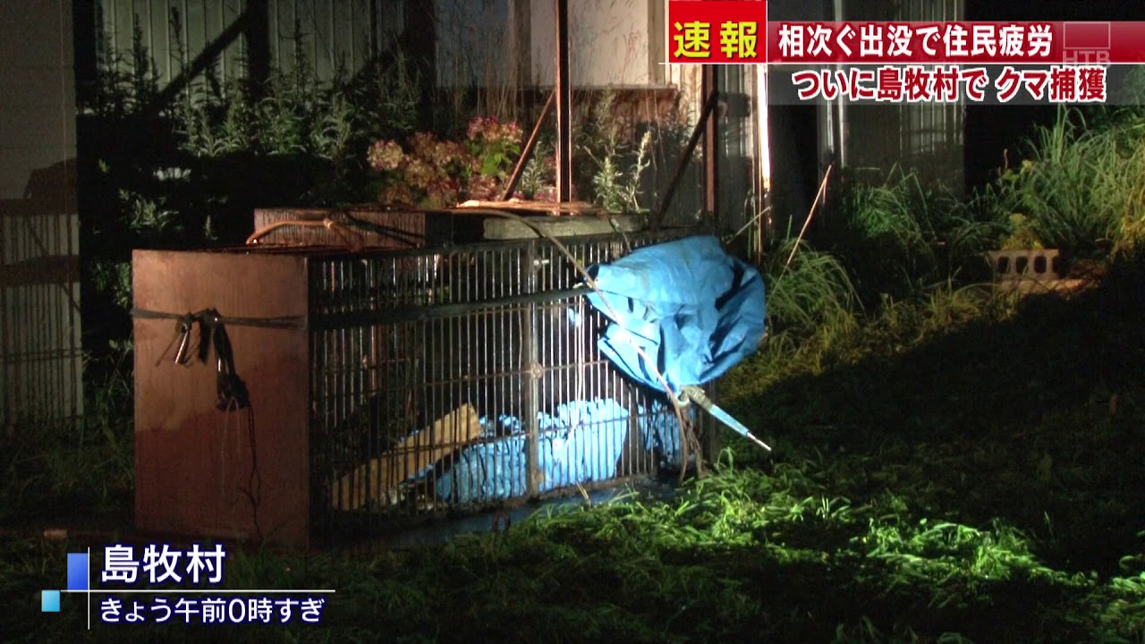 Htbニュース 島牧村で連日出没のクマ捕獲される Youtube