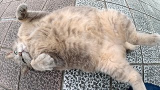 Fat gray cat attacks humans if its belly is touched