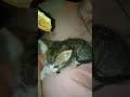 kitty eating biscuit for the first time