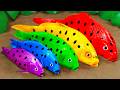 Mancing bebek, ikan koi, katak, belut besar di lubang lumpur - Stop Motion ASMR Memasak Primitif