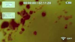 Underwater carp footage