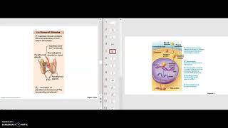 Endocrine 3 – Hormone action on target cells and hormone interactions