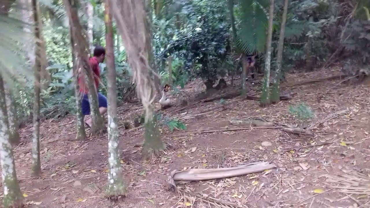 Matheus: quero pegar o pato sqn. Kkkk - YouTube