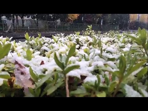 東京都心で積雪　11月は観測史上初