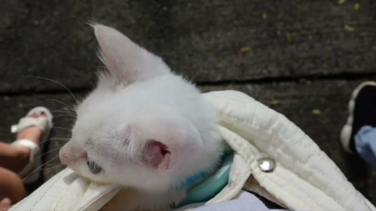 A kitten's day out 😁 