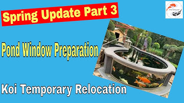 Spring Update Part 3 **Koi Pond Window Preparation** And **Koi Temporary Relocation**