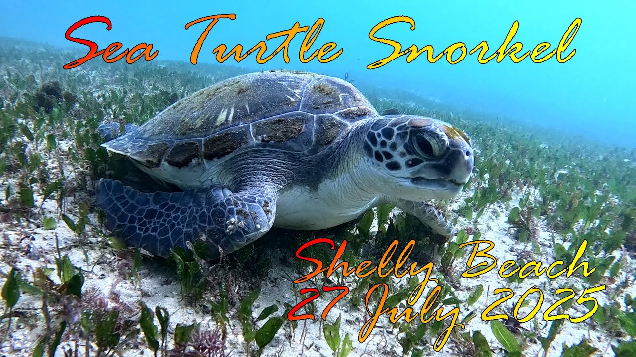 Snorkelling with Sea Turtles and Giant Cuttlefish at Shelly Beach, Manly in Sydney - 27 July 2025