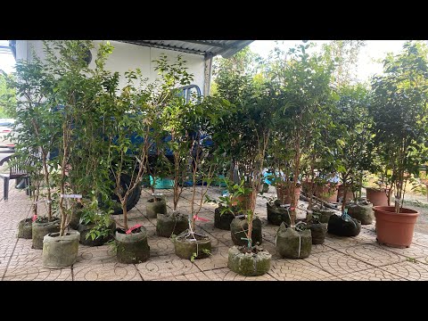 Video 13/8/2022 sale lỗ lô nho than gỗ lh 0945707848 - youtube