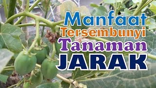 Manfaat Tersembunyi Tanaman Jarak Pagar