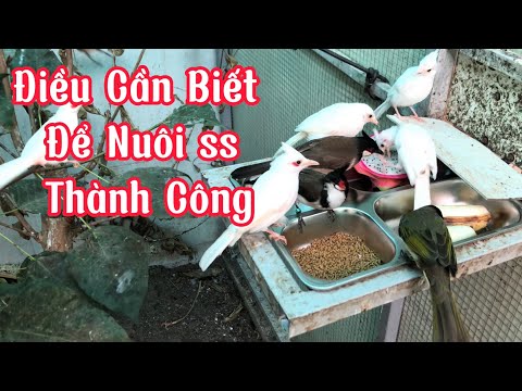 Video Phần 12: 