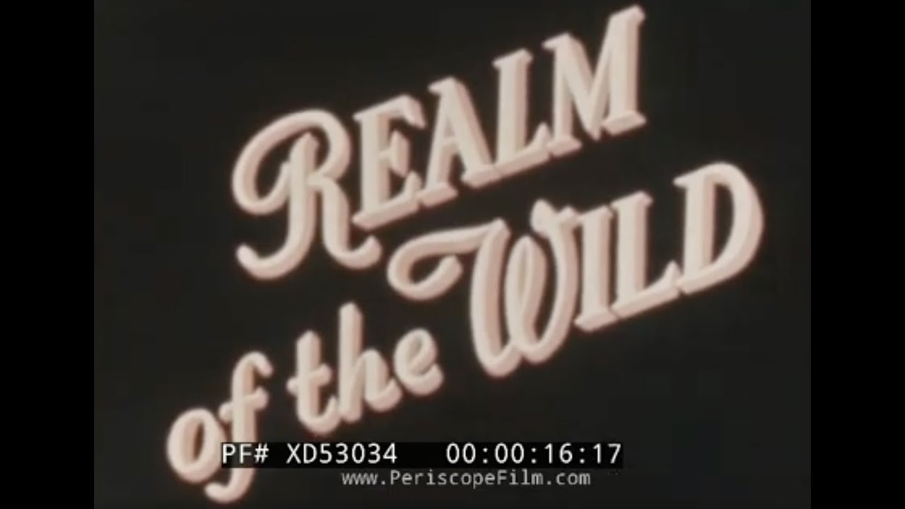 “REALM OF THE WILD”  1945 U.S. FOREST SERVICE FOREST MANAGEMENT, ECOLOGY & WILDLIFE FILM   XD55034