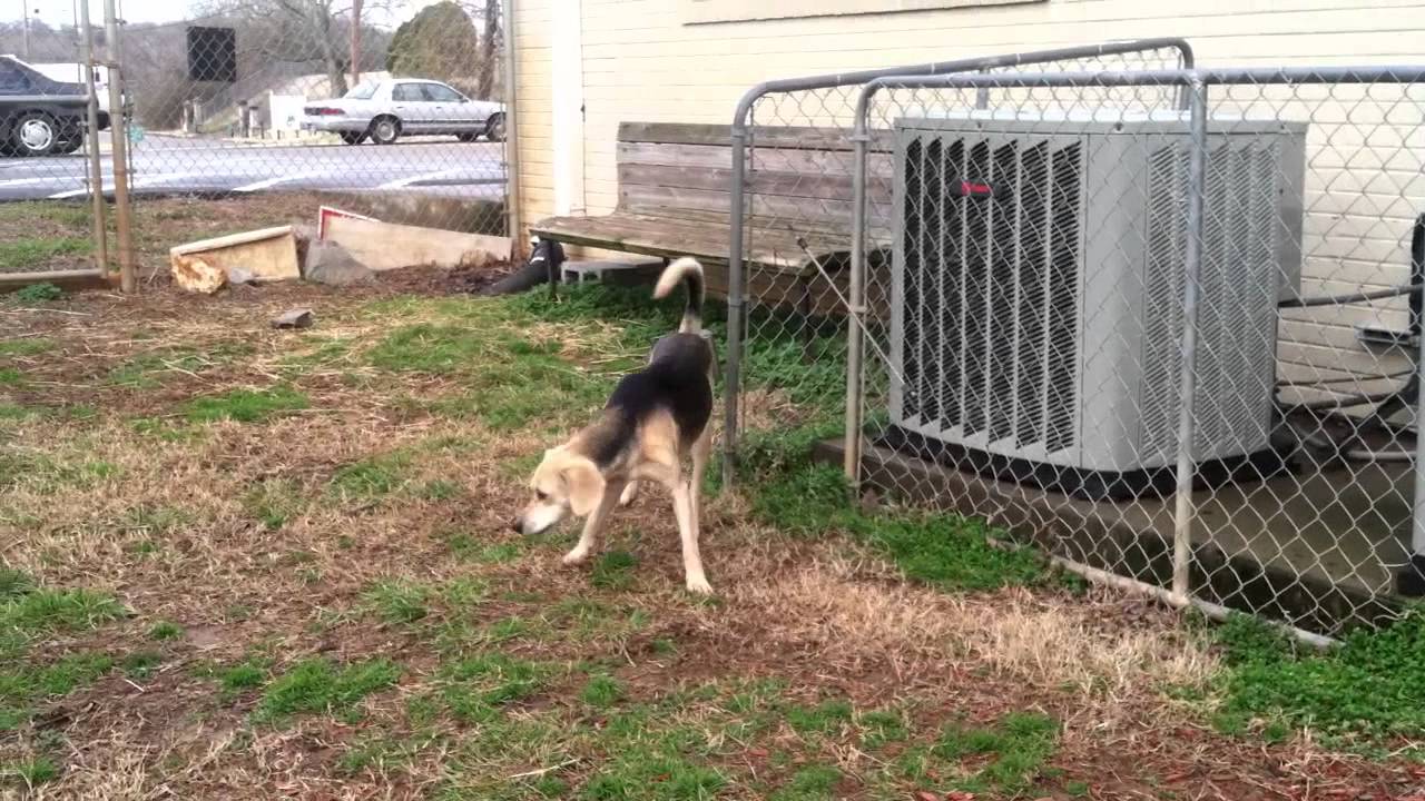 BoddingtonMontgomery County Animal Control YouTube