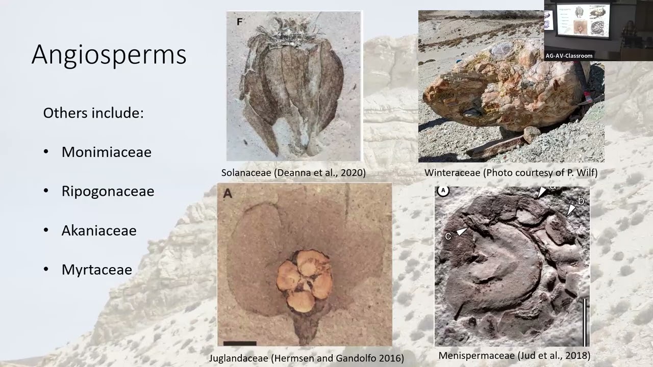 Caroline Siegert-Couch: An assessment of angiosperm reproductive fossils of the Eocene in Patagonia