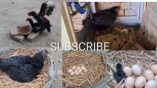 22 day journey  form first egg to baby chicks hatching cinematic poultry story  Please subscribe ☺️ 