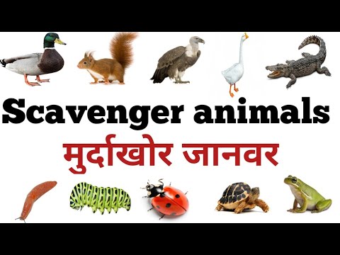 scavenger animal's name | मुर्दाखोर जानवर | read and learn - YouTube