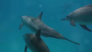 KnowThat? Decoding Dolphin Dialogues  An Underwate