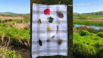 #WildEastDevon Outdoor Learning for the garden: Natural Kim’s Game