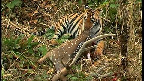 Segment 2 of 9: Monitoring Tigers: Introduction