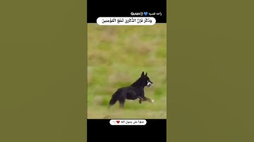 آيات من سورة النمل #العلوي #اكسبلور