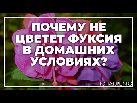 Почему не цветет фуксия в домашних условиях? | toNature.Info