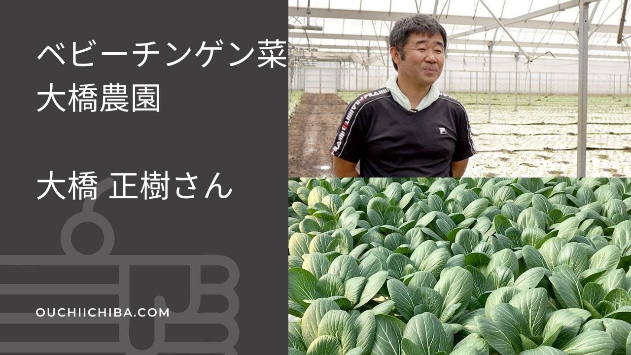 大橋農園 ベビーチンゲン菜 ２kg 1ケース 送料無料 野菜 おうち市場