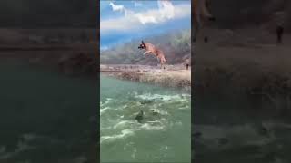 German Shepherd jump small edit| #shorts #petsandanimal