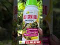LÀM SAO ĐỂ DỪA ĐẬU TRÁI NON?