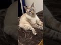 【閲覧注意】猫好きの方は覚悟してご視聴ください