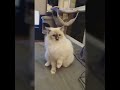 Funny cats scared of random things  cats reaction  animals getting scared over nothing