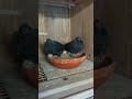 A.DRAPA- BLACK POKERFACE PIGEONS www.tauben-bahlmann.de