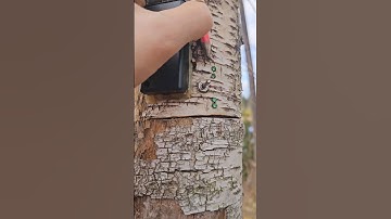 How to find an electric cache in a tree #geocaching #geocache #cleversolutions